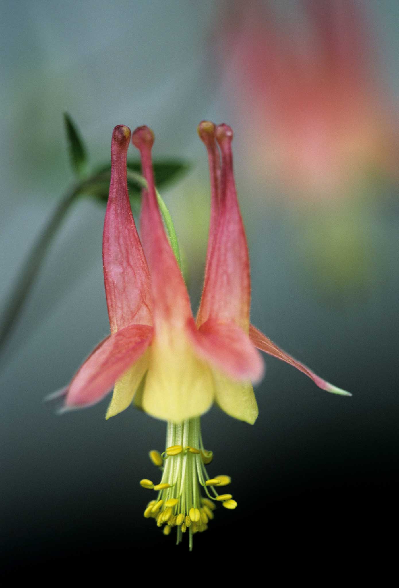 In the pink: Aquilegia, or Granny's Bonnet