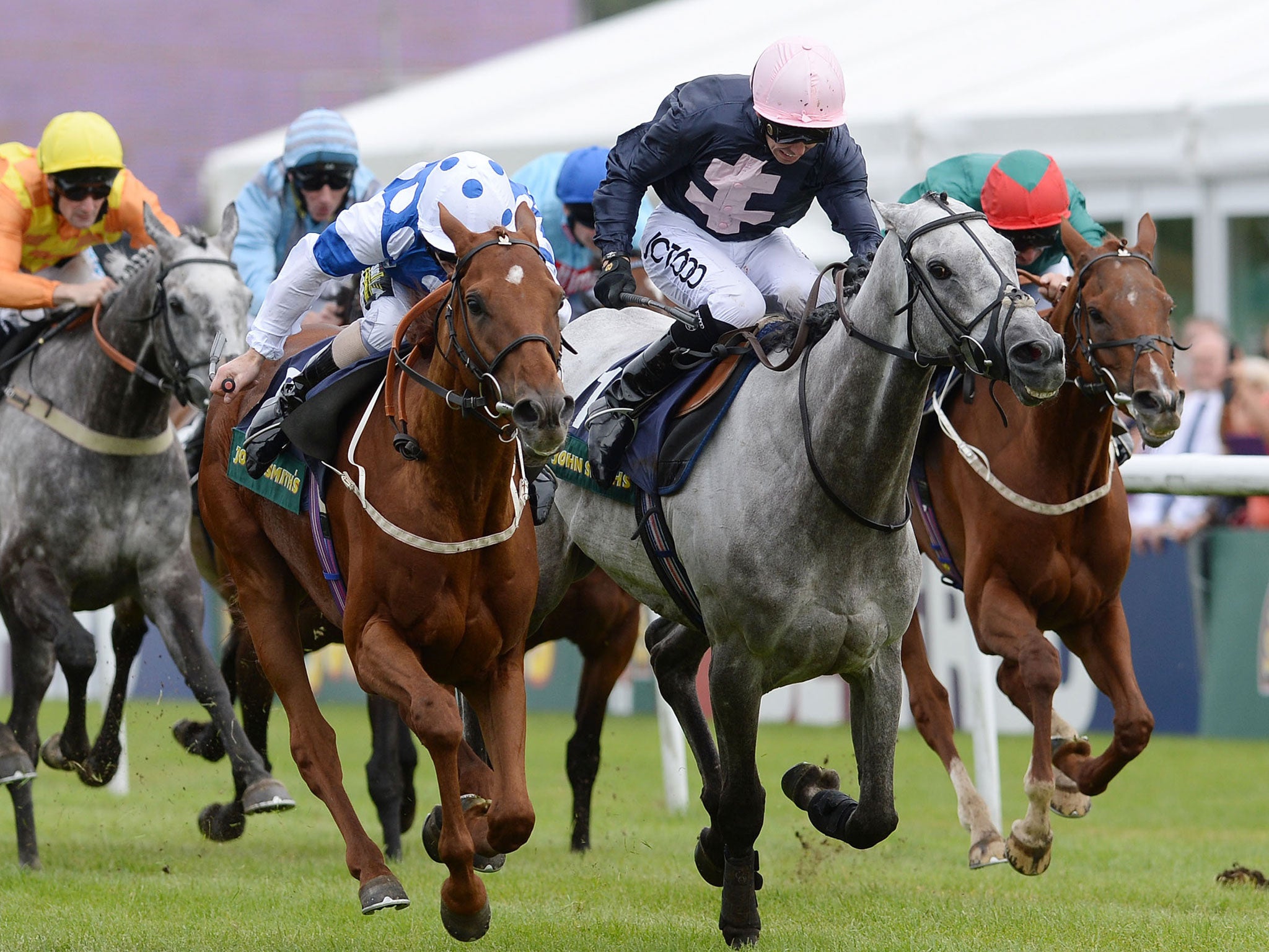 Grey matters: Tominator (centre) finishes strongly in Newcastle