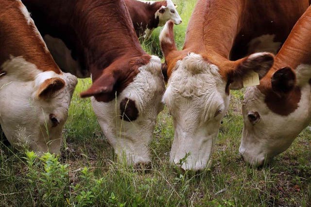 Cows which have tested positive for tuberculosis have been sold for human consumption