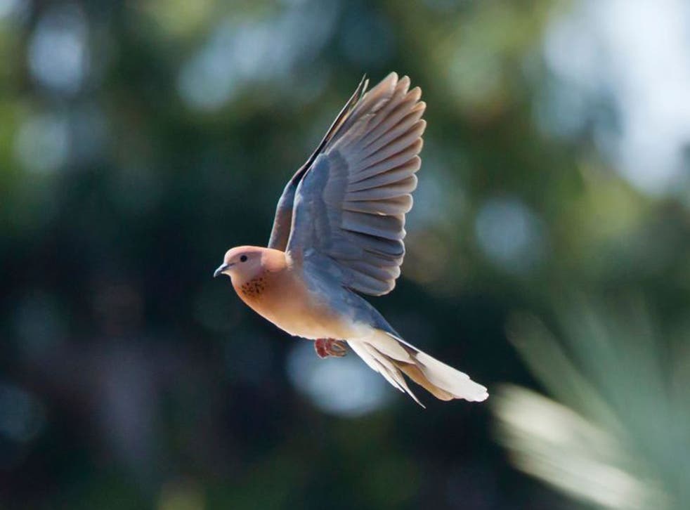 Laughing Dove Streptopelia senegalensis, also known as the Palm Dove in flight in beautiful light