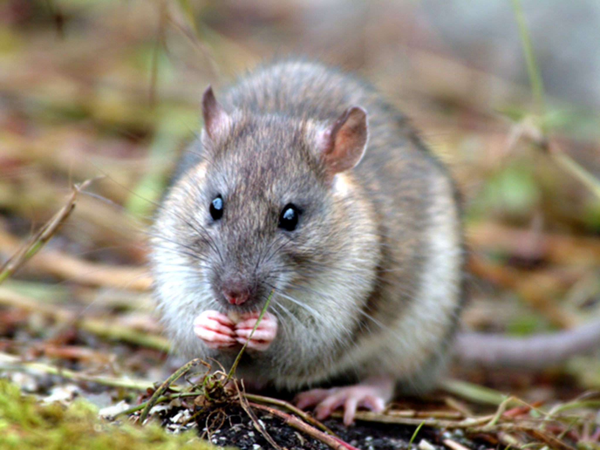 Rats are being used by the Dutch police force