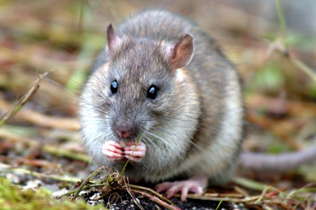 The aim is to ensure that not a single breeding pair of rats survive to repopulate the island