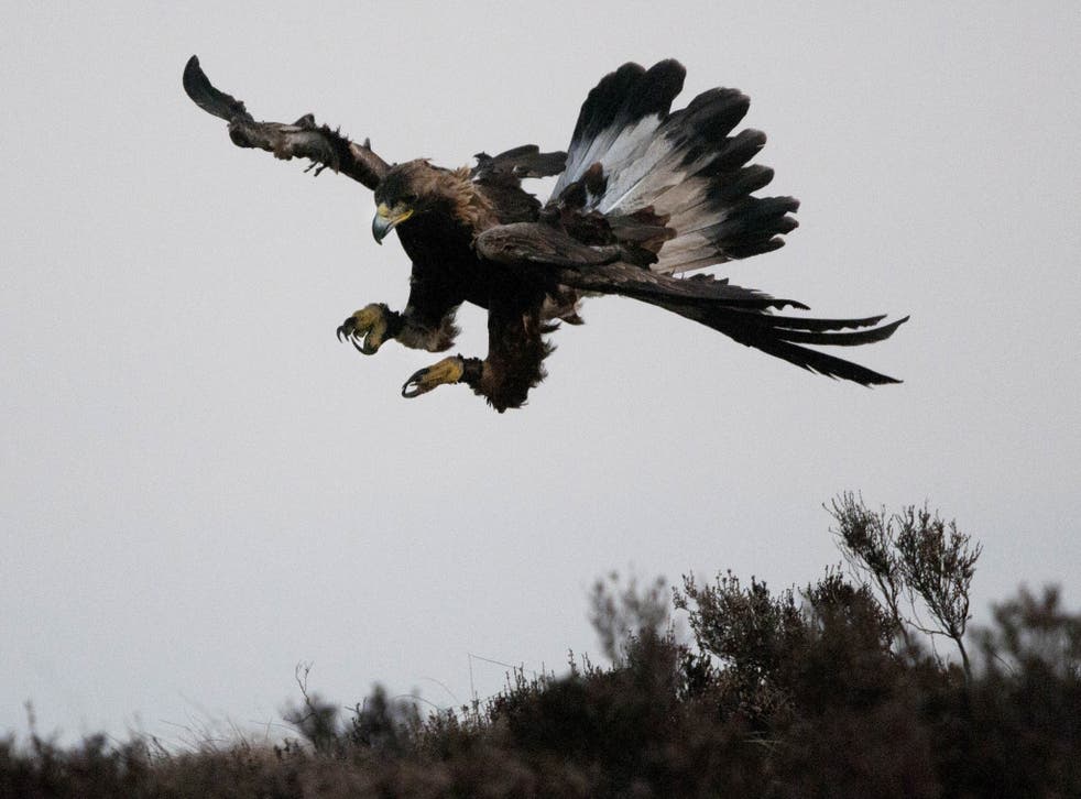 A golden eagle in Scotland: several of the rare and highly-prized birds have vanished