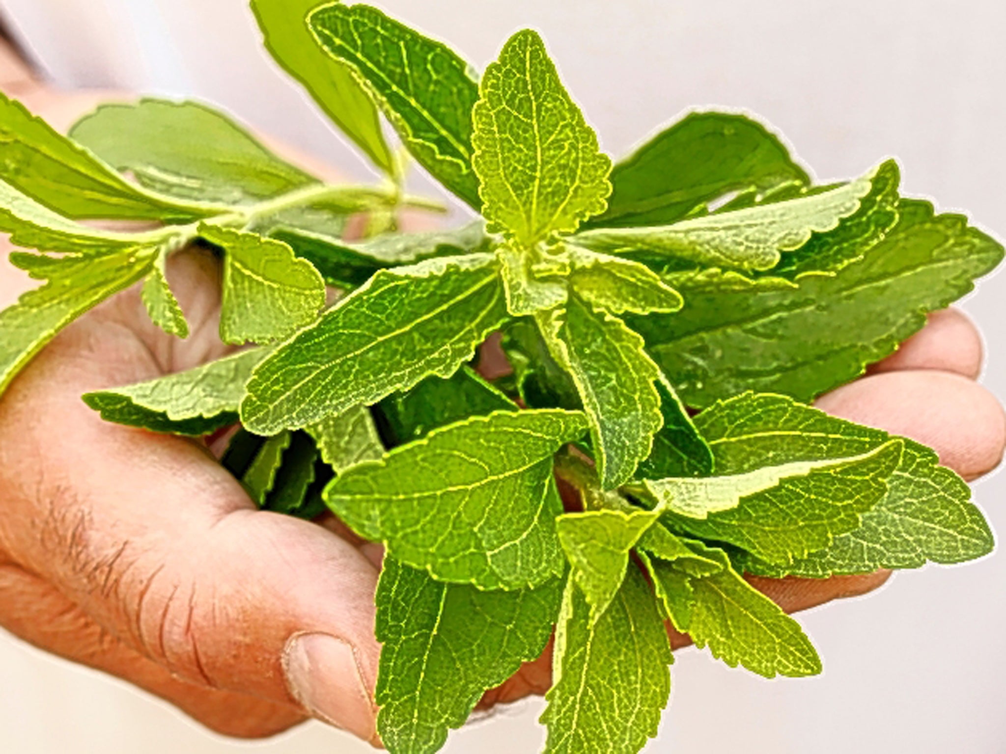 Sweet and low: the stevia plant, which grows in South America