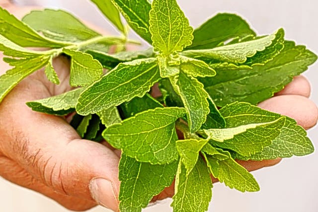 Sweet and low: the stevia plant, which grows in South America