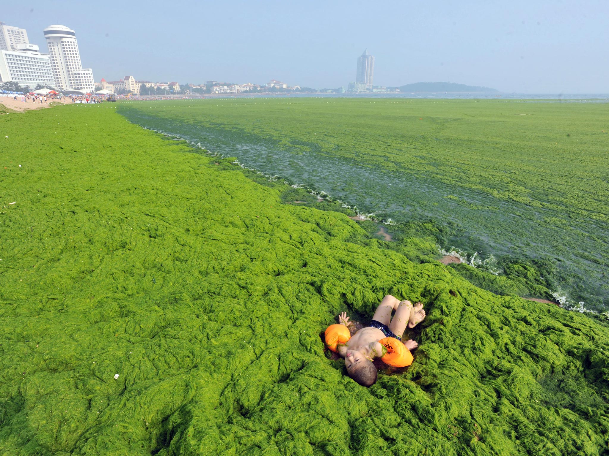 China algae shop bloom