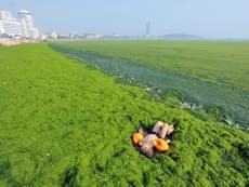 Fancy a dip? Chinese beachgoers swim in green algae that just won't go