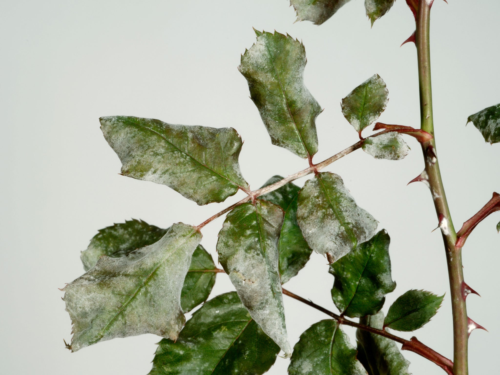 Downy mildew proliferates in damp conditions, on wet foliage with too little air moving round it.