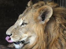Teenage girl hospitalised after being mauled while trying to kiss a lion through bars of cage