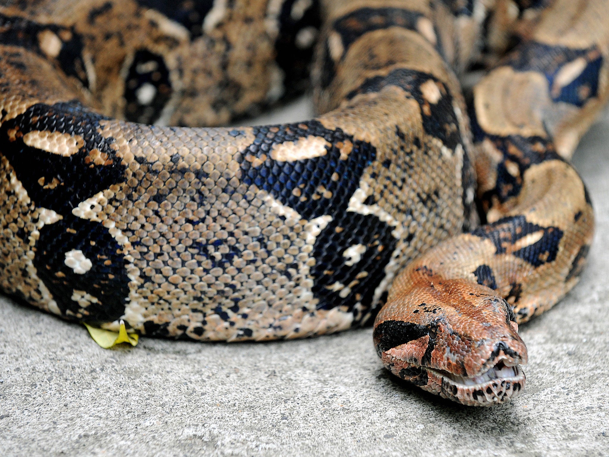 boa constrictor snake bite