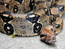 Boa Constrictor snake called Petzy on the loose in Merseyside