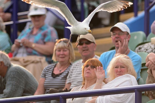 A seagull terrorises the locals during Eastbourne's AEGON tennis tournament
