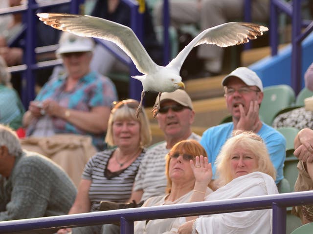 A seagull terrorises the locals during Eastbourne's AEGON tennis tournament