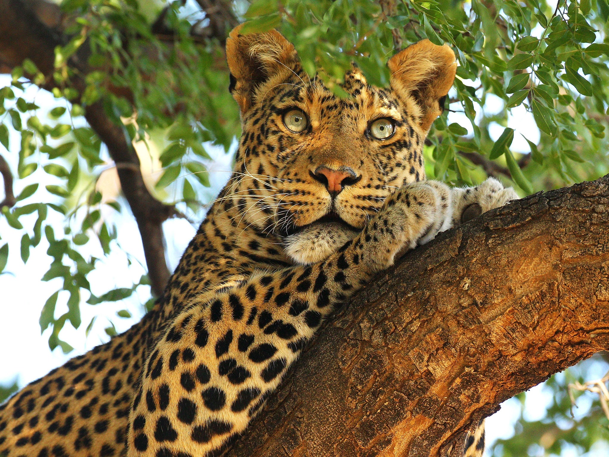 On the spot: Safari visitors feel cheated if they don’t see a leopard, one of the Big Five, on an African safari