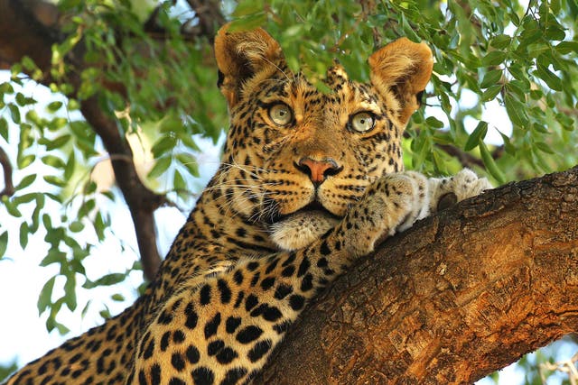 On the spot: Safari visitors feel cheated if they don’t see a leopard, one of the Big Five, on an African safari