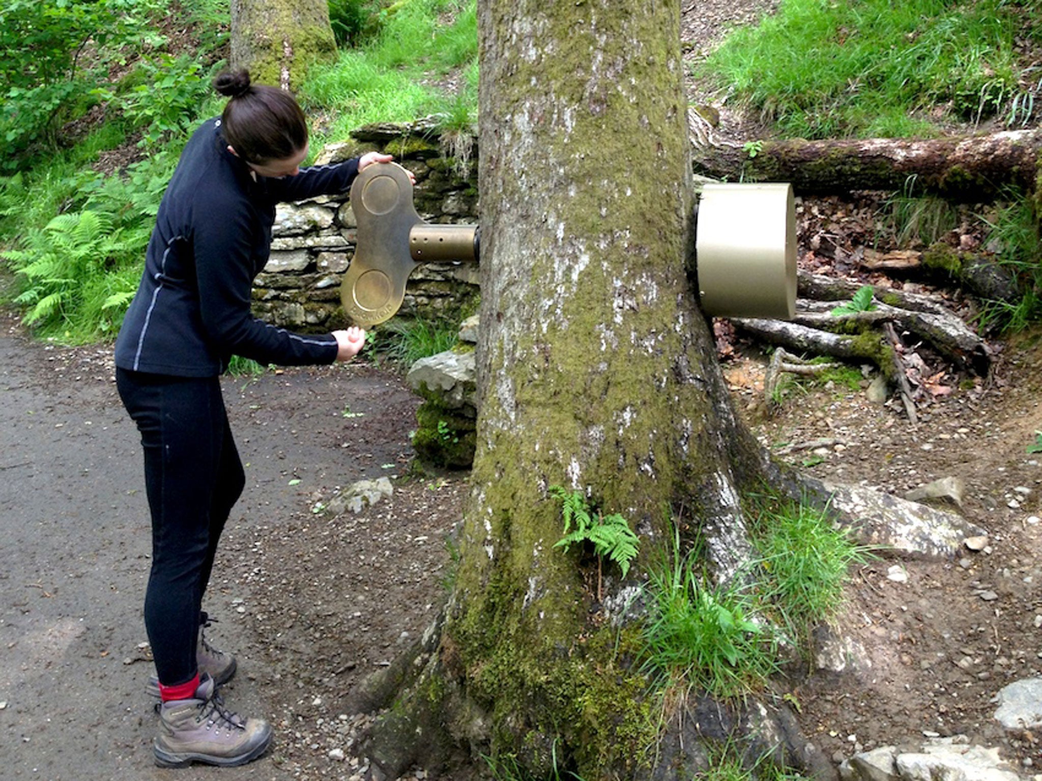 Song of the forest: Grizedale’s musical tree