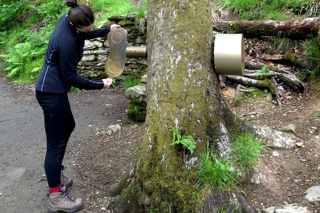 Song of the forest: Grizedale’s musical tree 