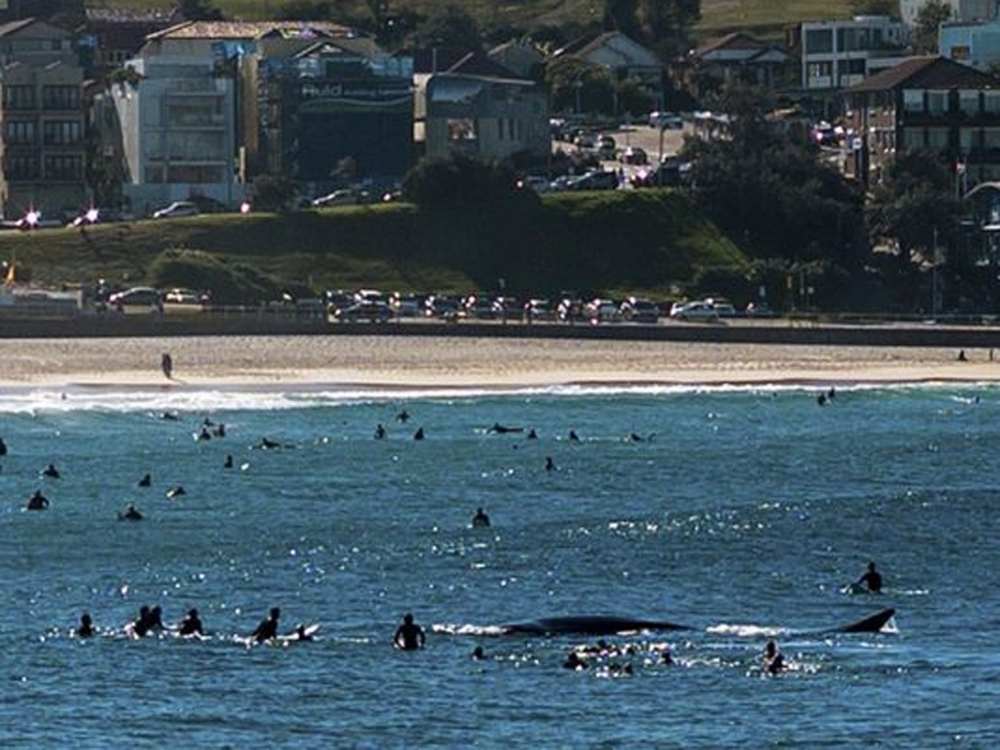 Surfers look at a whale while waiting for waves at Bondi beach in Sydney. A surfer was taken to local St Vincent's Hospital after being knocked unconscious by the giant's tail flick