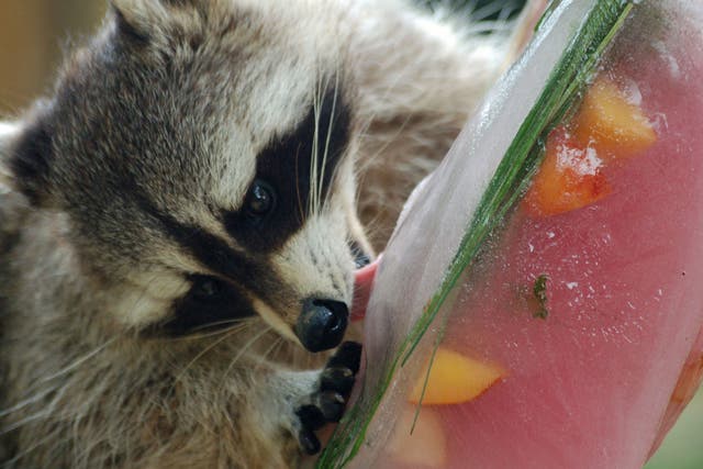 Circus animal ban should be watered down to exclude raccoons and others