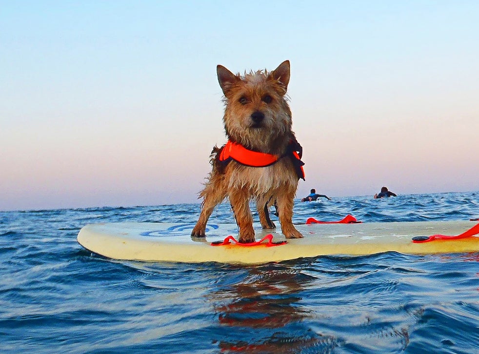 our-guide-to-pet-friendly-holidays-in-the-uk-the-independent-the