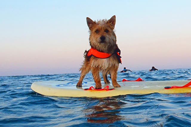 Board, not kennels: Cornwall is producing a guide to dog-friendly holidays