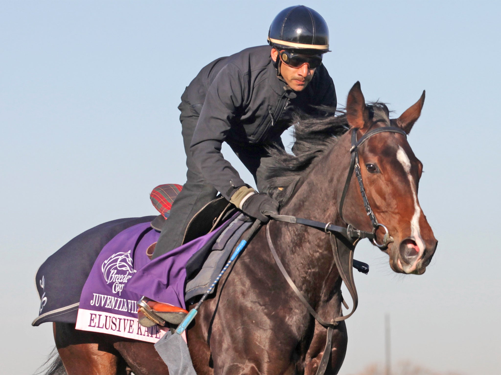 Elusive Kate will be running in the Falmouth Stakes on Friday