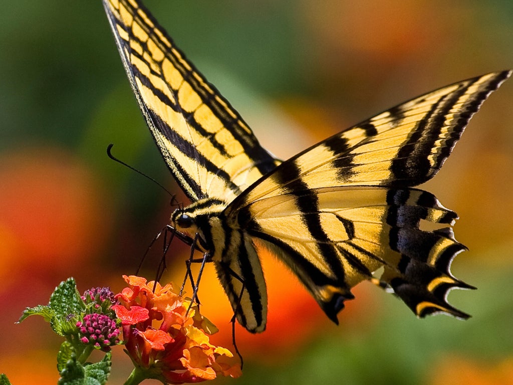 A Two-tailed Tiger Swallowtail butterfly