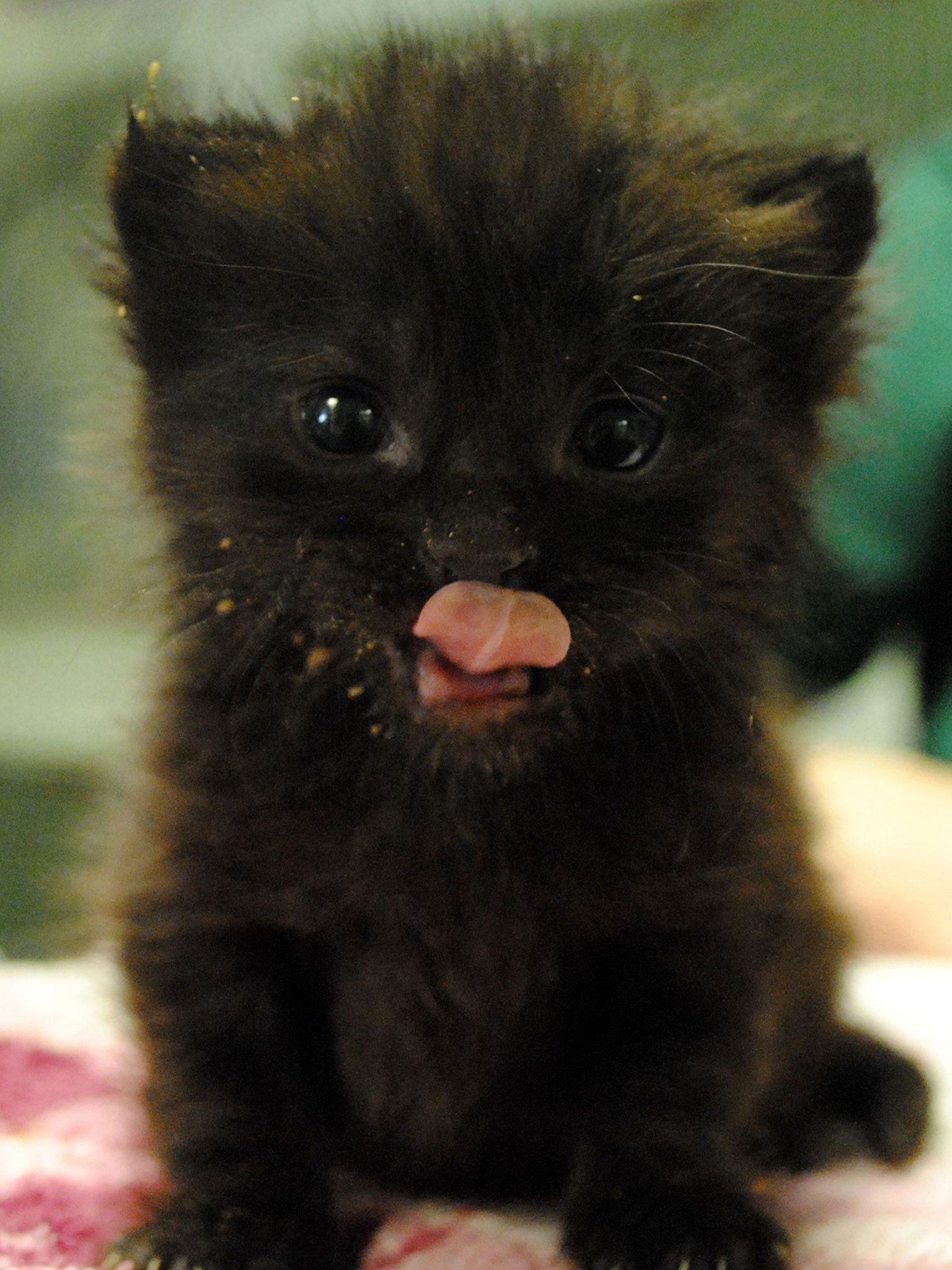 little fluffy cats