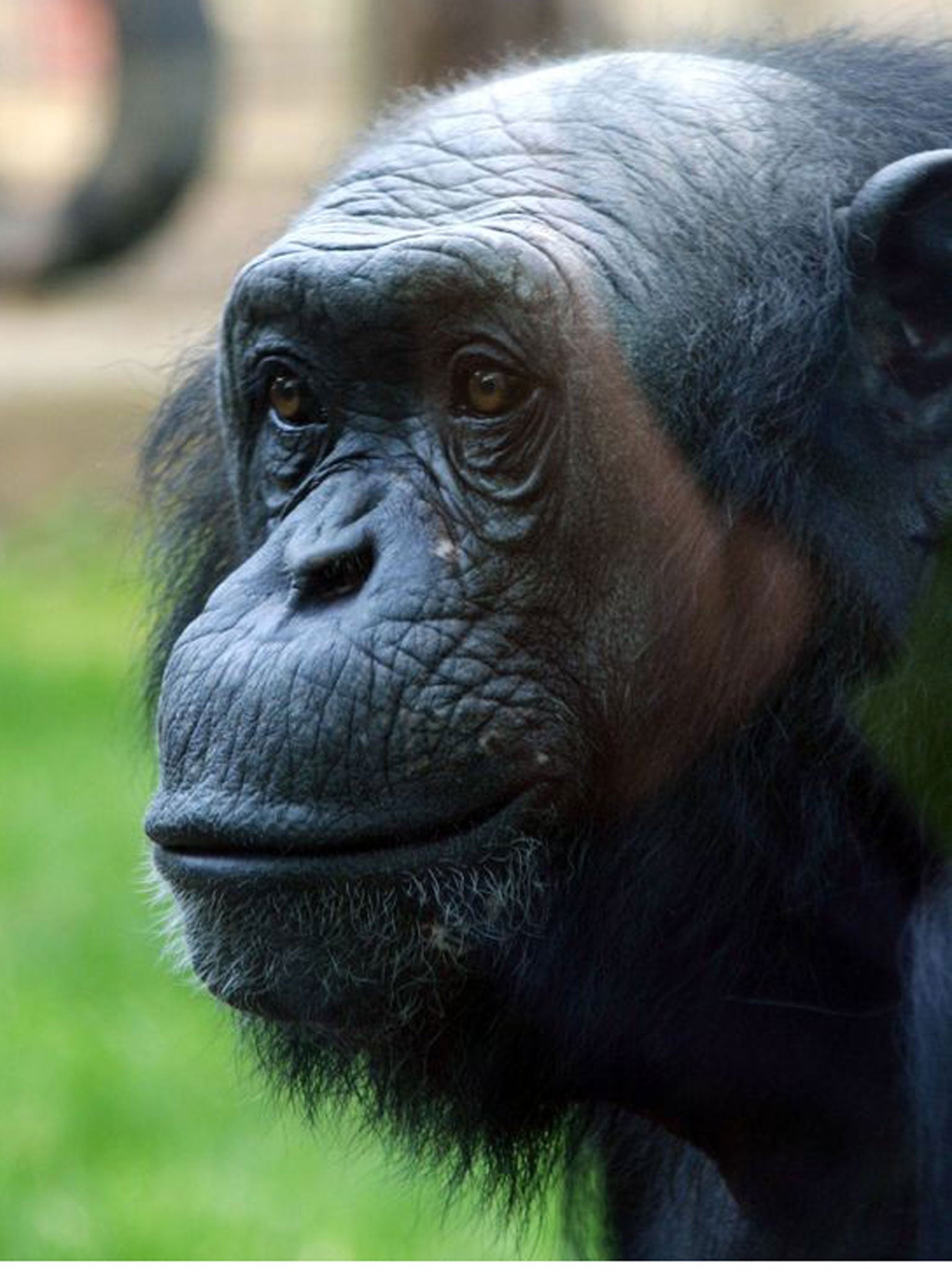 Louis the Chimp, who has died, aged 37