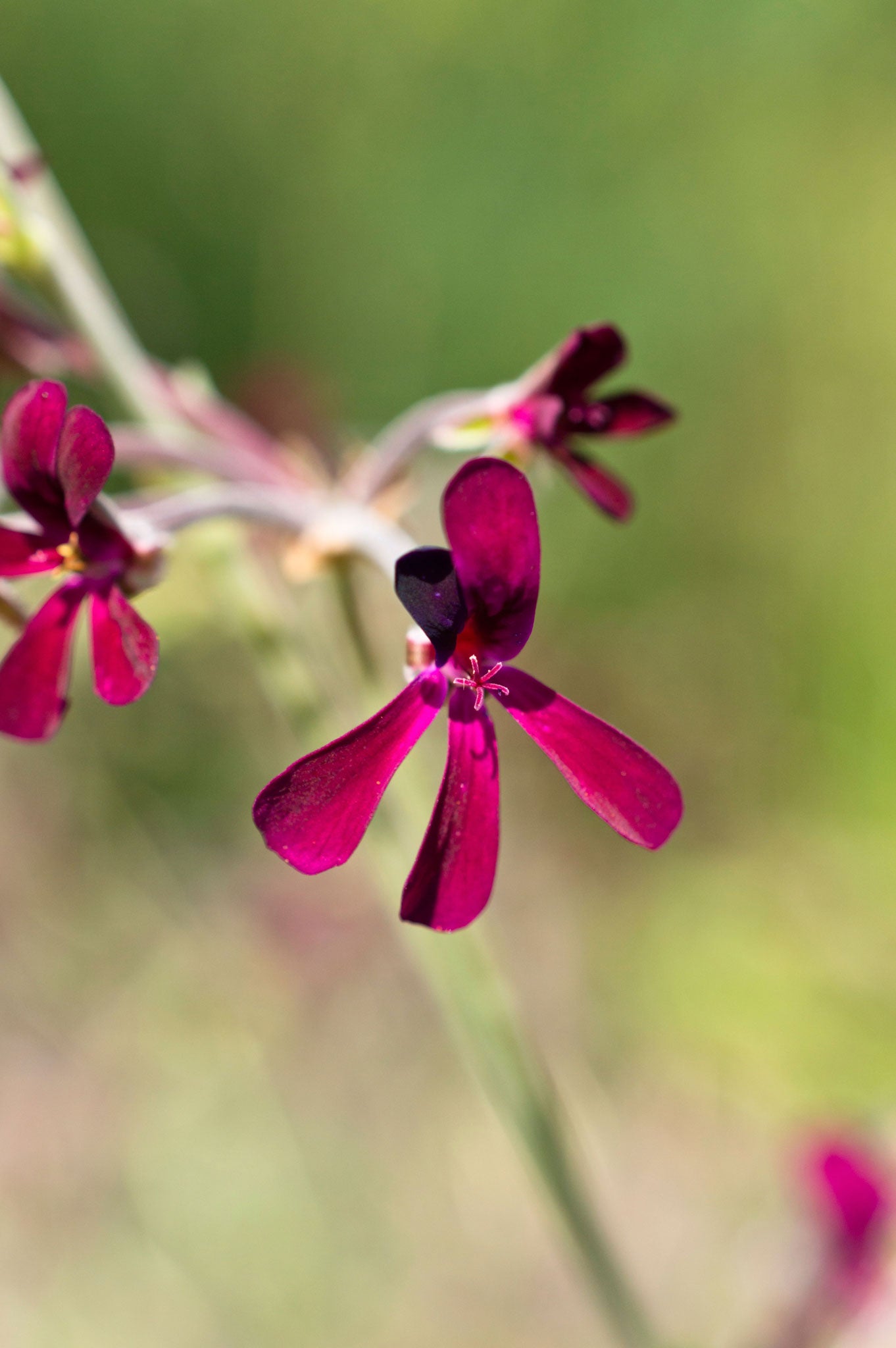 With tiny, feathery flowers, in deep velvety shades, Pelargonium sidoides is a belter