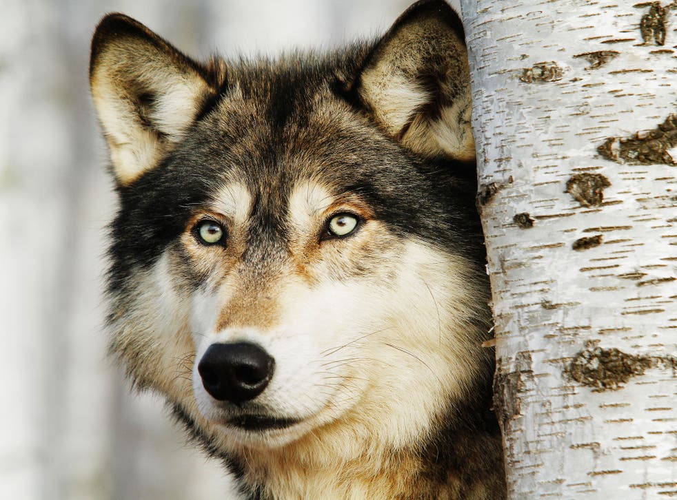 Wolves have returned to western Europe