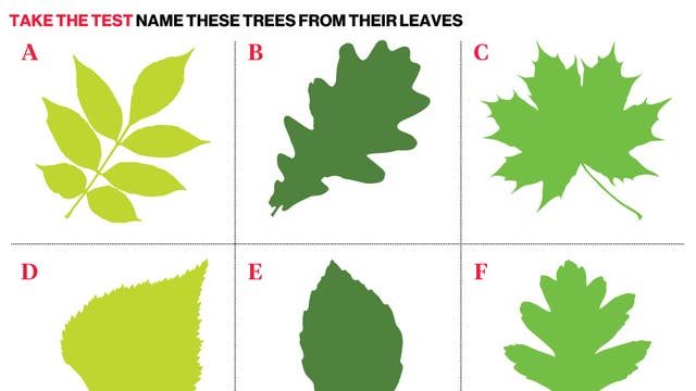 Save The Ash Tree Half Of Us Can T Even Recognise An Oak The Independent The Independent Save The Ash Tree Half Of Us Can T Even Recognise An Oak The Independent The Independent