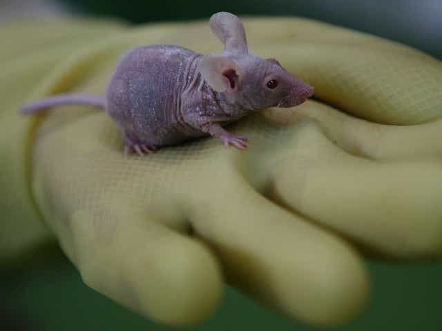 A worker displays a bald mouse at an animal laboratory of a medical school on February 16, 2008 in Chongqing Municipality, China.