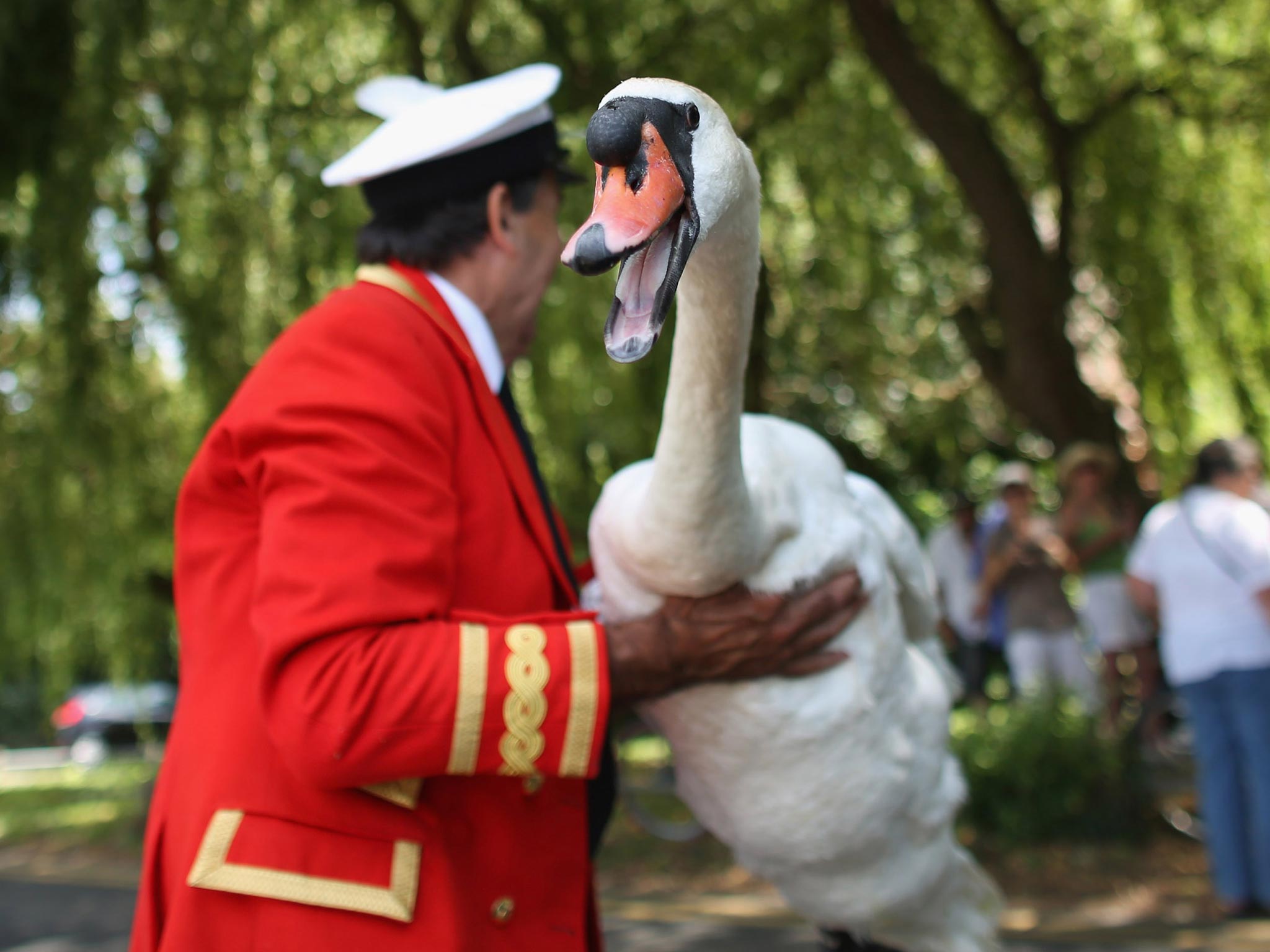 In pictures The annual Swan Upping ceremony gets into