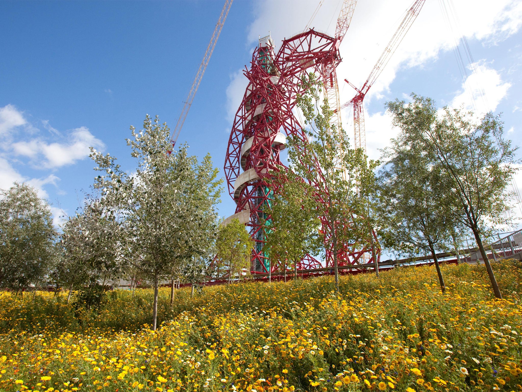 Wildflowers grow in the Olympic Park meadows