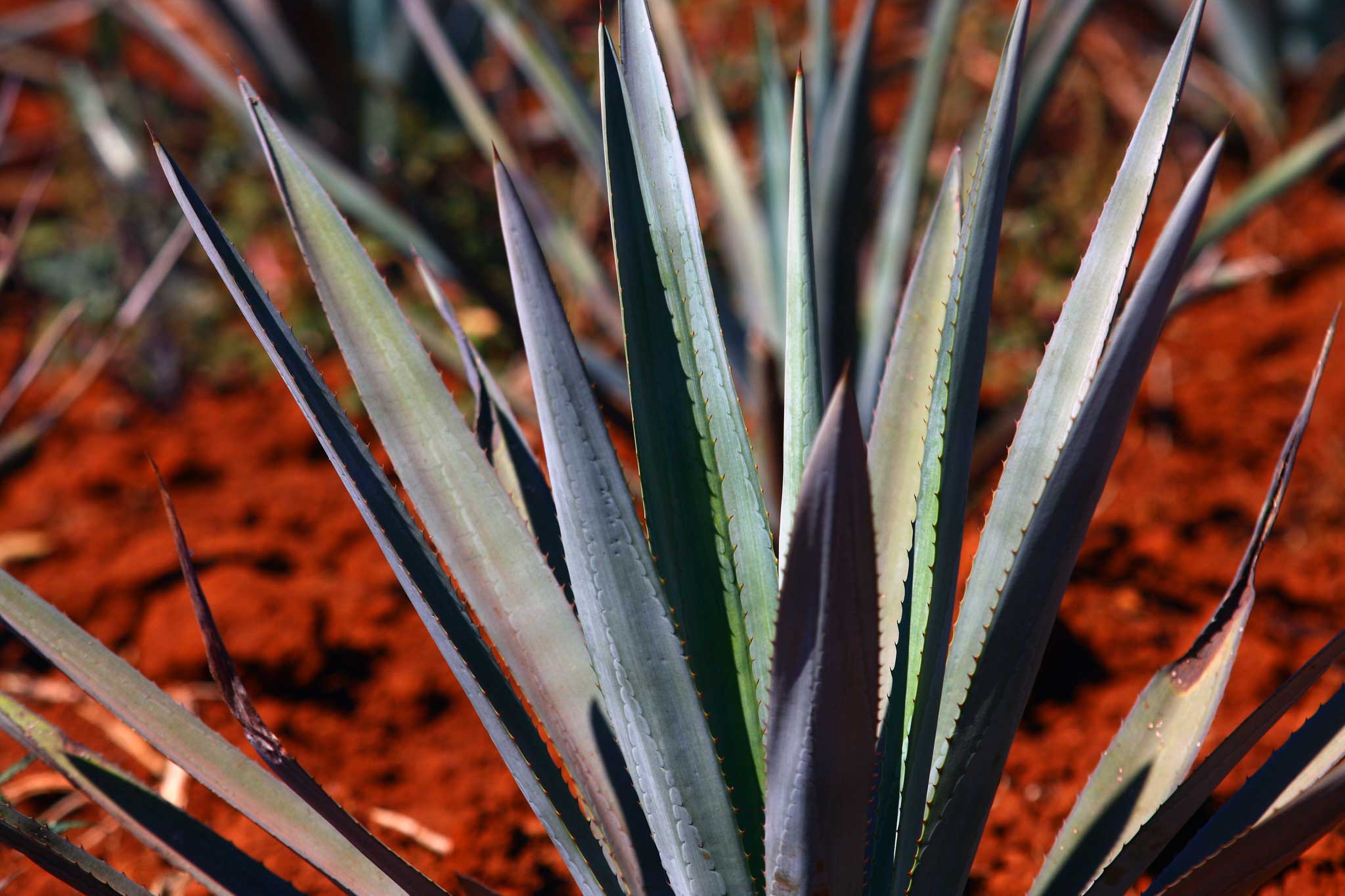 Prickly customer: The Mexican agave plant, a source of fermented beverages, including tequila, for centuries