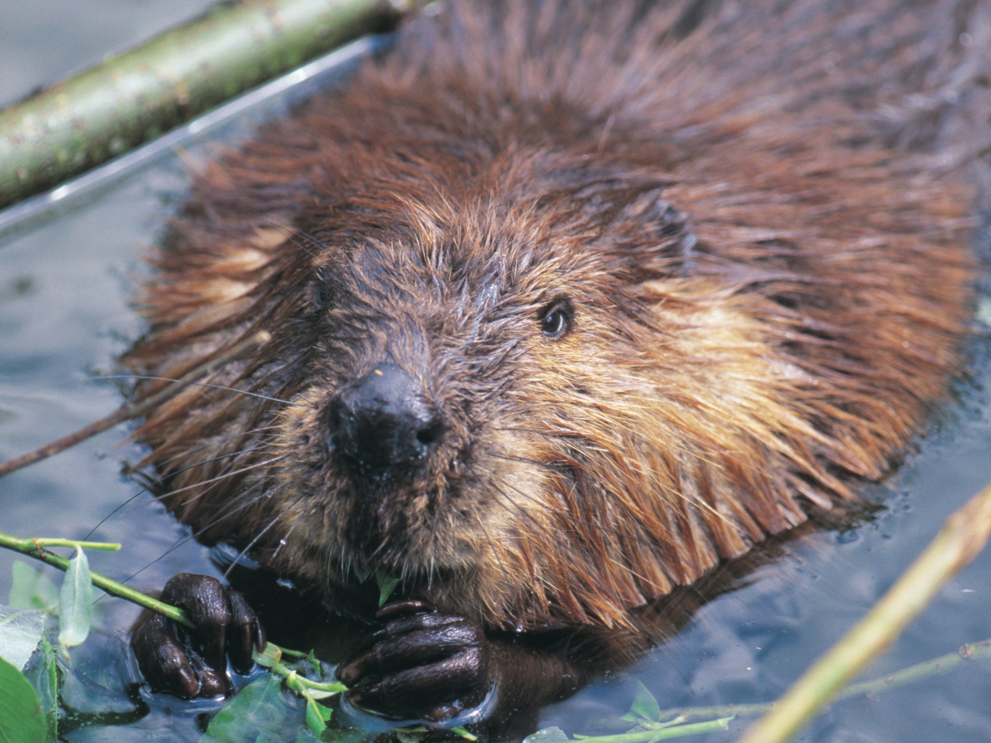 The last wild beavers in the UK were in Scotland, but those were hunted to extinction in the 16th century (file picture)