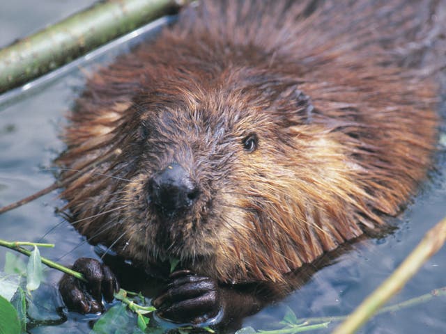 Beavers, which help other wildlife flourish and prevent flooding, were hunted to extinction in the 16th century