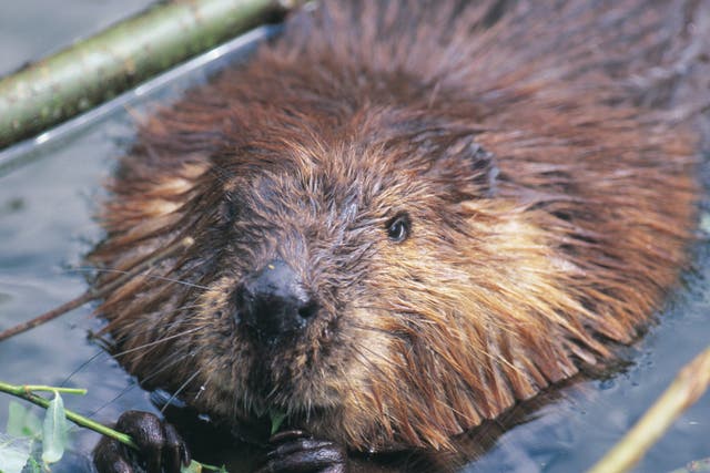 The last wild beavers in the UK were in Scotland, but those were hunted to extinction in the 16th century (file picture)