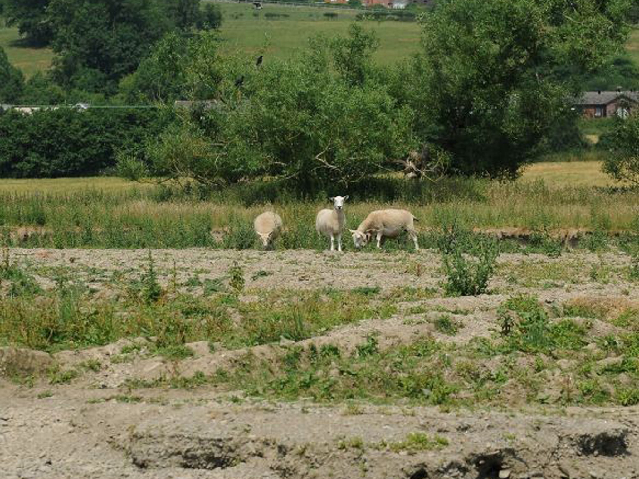 Sheep graze on a dried river bed in Hertfordshire. Heat-baked ground could lead to localised flooding in the wake of the heatwave