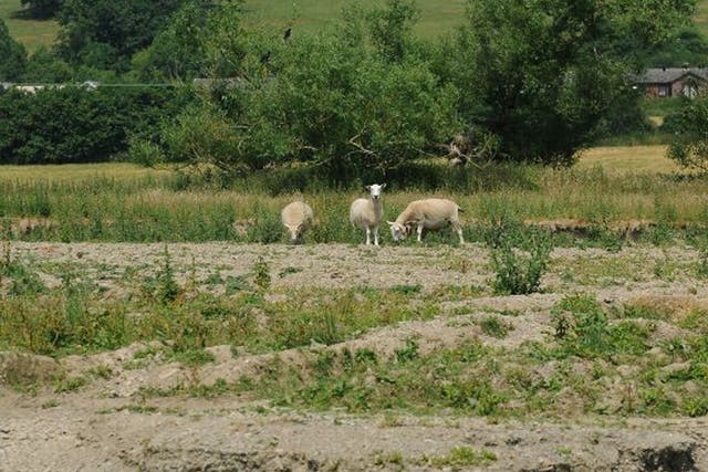 Sheep graze on a dried river bed in Hertfordshire.  Heat-baked ground could lead to localised flooding in the wake of the heatwave