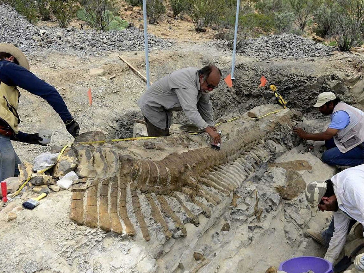 Archaeologists discover dinosaur tail in Mexico's desert | The Independent | The Independent