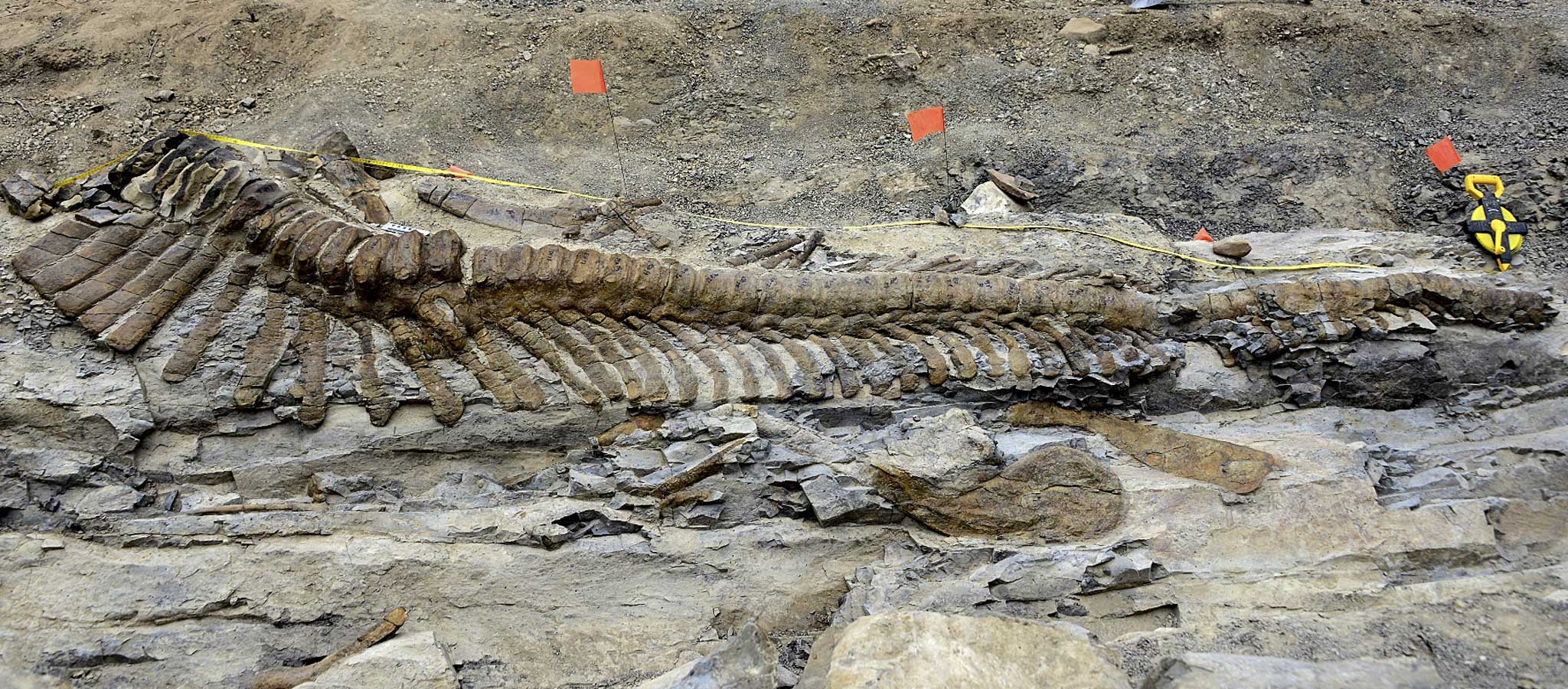 The tail was uncovered near General Cepeda in Mexico