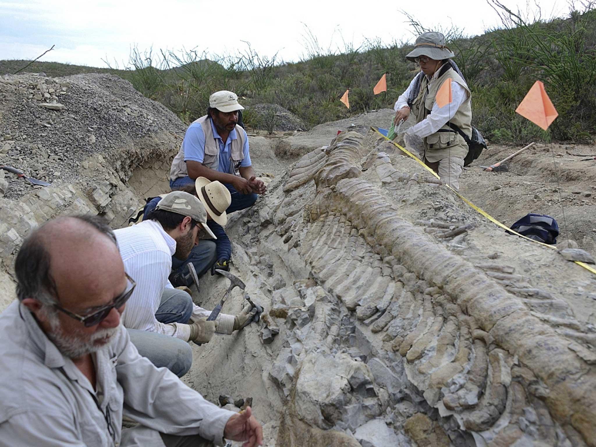 Archaeologists found the 50 vertebrae of the tail completely intact
