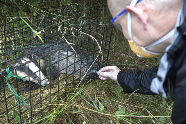 Badgers being vaccinated against TB near Stroud