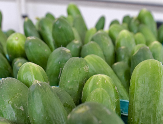 36 cucumbers have been found around the Hampstead Garden Suburb area