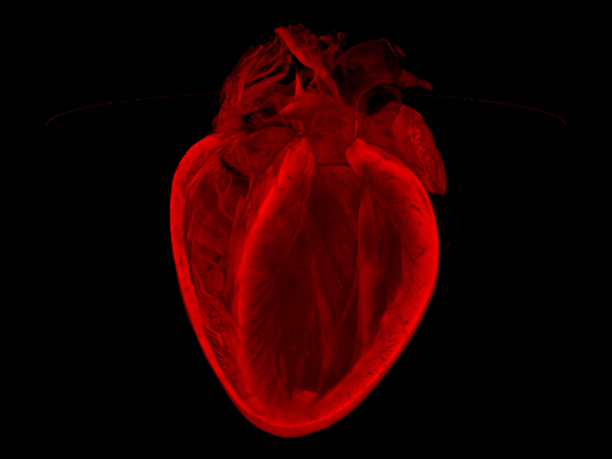 'The broken heart': This image reveals the remarkable 3D structure of an adult mouse heart. The optical projection tomography (OPT) technique used here is being developed to allow us to better measure the extent of injury after heart attack, and to assess repair.