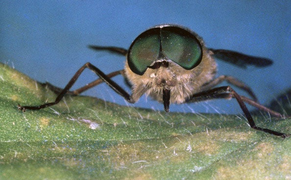 A horsefly bite killed Andy Batty through an 'incredibly rare' allergic reaction