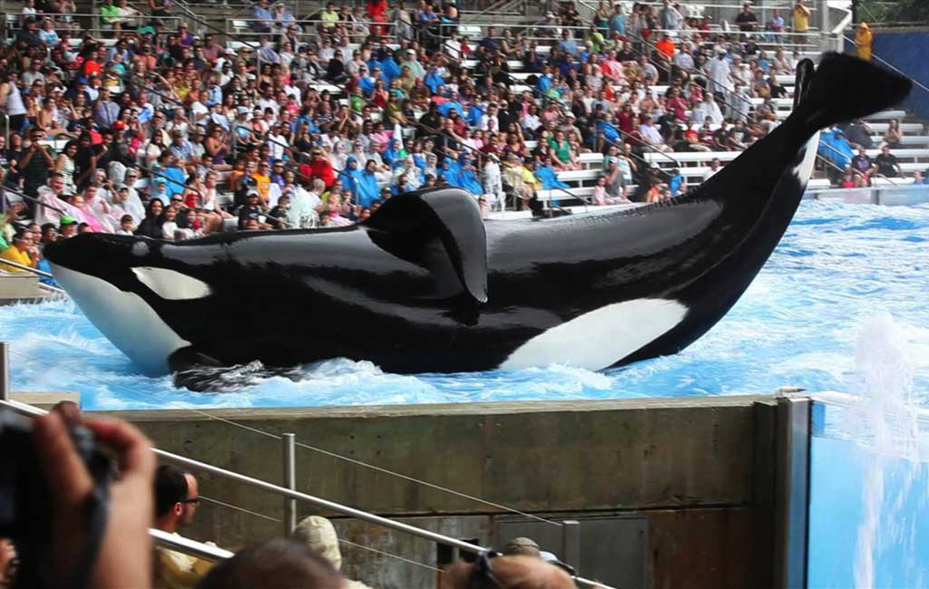 SeaWorld: Killer Whale Doc 'Blackfish' Is 'Inaccurate'