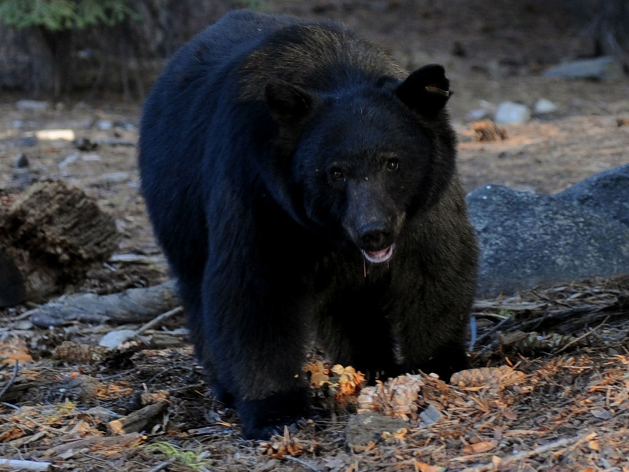 A black bear like the one that wandered into an Irish bar in Colorado